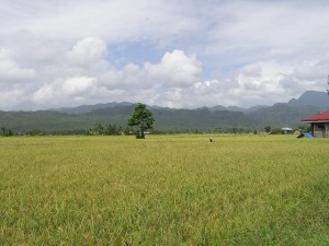 "Grainery of Poblacion Zone-2" by iannavarrete - Own work. Licensed under Public Domain via Wikimedia Commons - https://commons.wikimedia.org/wiki/File:Grainery_of_Poblacion_Zone-2.jpg#/media/File:Grainery_of_Poblacion_Zone-2.jpg